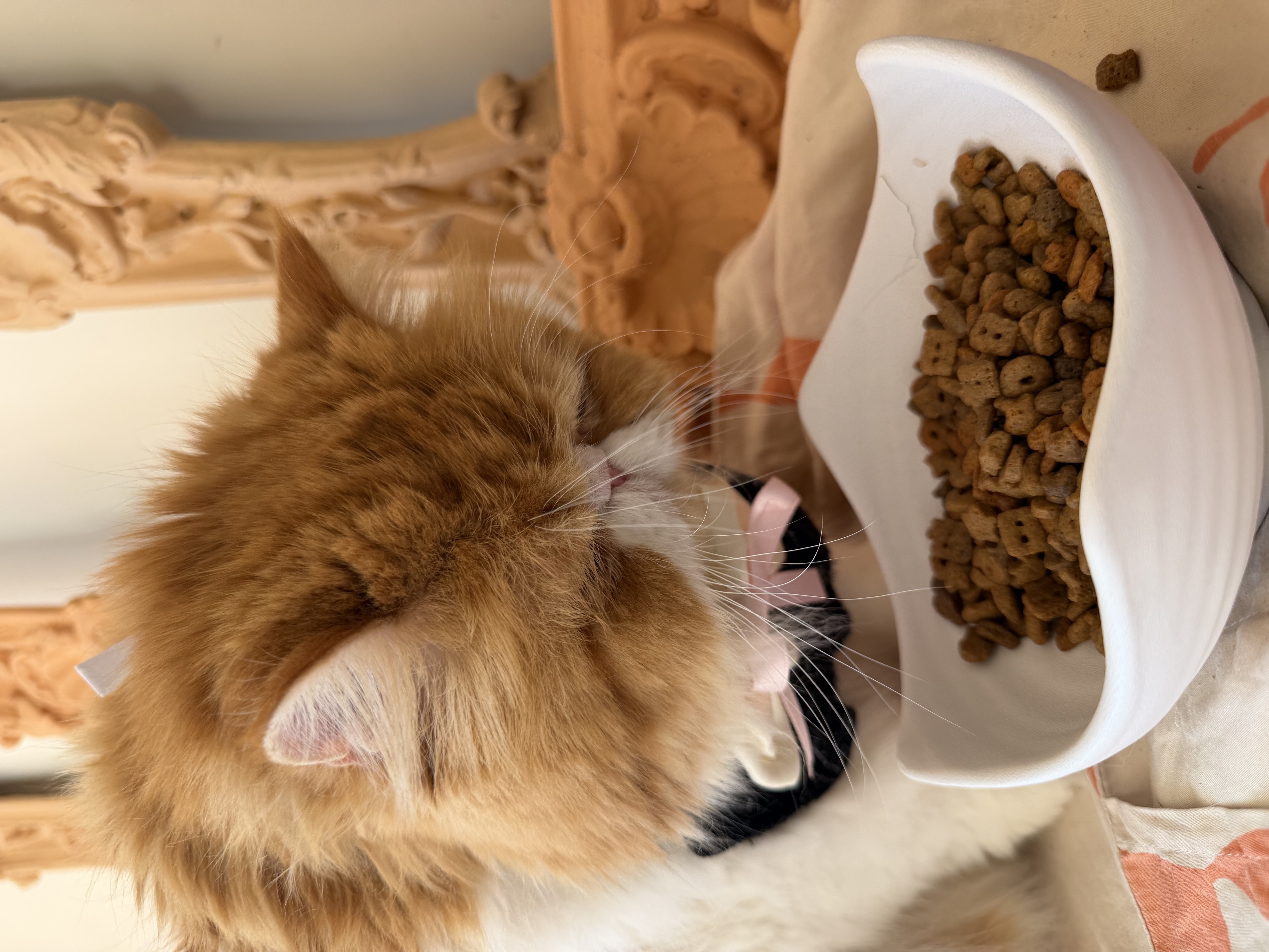 希宝（Sheba）进口猫零食成猫猫条鲣鱼+鸡肉+三文鱼+巴丁鱼12g*40条软包量贩装 实拍图