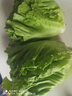 【烧烤季】钟灵山罗马生菜400g 实拍图