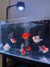 NORVIR【顺丰】日本黄粉鱼粉水族用品观赏鱼金鱼药粉龙鱼锦鲤水质调 【顺丰】黄粉100g/包【渔场版】 实拍图