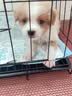 欢刻狗笼宠物笼子大中小型犬带厕所便携折叠笼子狗猫咪鸡兔折叠笼具子 黑色61*42*50【15斤内】限小体格 实拍图