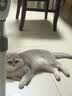 诚实一口P40全价猫粮成猫幼猫室内外80%鲜肉高蛋白益生菌养胃乳鸽味6kg 实拍图