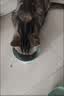 伟嘉猫粮成猫全价猫粮亮毛蓝猫均衡营养10kg海洋鱼夹心粮【原料透明】 实拍图