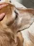 艾尔狗粮 蛋黄  多维狗粮成犬专用粮全犬种通用犬粮 10KG 实拍图
