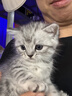 京东京造猫粮鱼肉6种全价鲜肉猫粮成猫幼猫鱼油美毛长肉护肤三文鱼2kg 实拍图