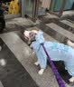 MIKI PAD狗狗雨衣全包四脚防水衣服春秋宠物中大型犬金毛萨摩耶防脏神器 蓝色暴力熊雨衣 4XL（建议背长54cm以内，建议体重30-40斤） 实拍图