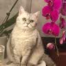 Orijen渴望猫粮 八重守护老年猫进口 猫粮1.8kg-效期至27年12月 实拍图
