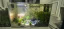 疯狂水草孔雀鱼活体水族宠物观赏鱼冷水耐活小型热带鱼淡水鱼苗 【3CM左右】精品孔雀鱼C 共8条 实拍图
