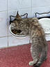 皇家猫粮 成猫猫粮 营养均衡 F32 通用粮 1-7岁 4.5KG 实拍图