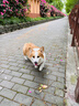 福来恩（FRONTLINE）狗狗进口驱虫药中型犬去跳蚤蜱虫滴剂原研药1.34ml单粒体验装 实拍图