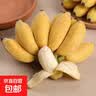 京喜加新鲜小米蕉广东香蕉水果迷你香蕉青皮米蕉粉蕉孕妇翕果11 小米蕉带箱9斤净重8.4斤 实拍图
