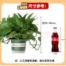 京东绿植绿萝盆栽除甲醛花卉绿植办公室新房净化空气180加仑4盆装源头直发 实拍图