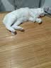 亿迪猫粮冻干幼猫成猫10斤全价英短蓝猫布偶老年猫国产通用全阶段5kg 实拍图