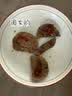 大希地母后恩点干净配料儿童整切菲力DHA无抗牛排400g 8-11片 早餐 实拍图