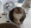 皇家猫粮 幼猫猫粮 幼猫奶糕 K36 通用粮 4-12月 2KG 实拍图