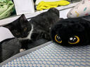 诚实一口P32全价猫粮成猫幼猫室内外低敏轻松蛋白易消化守护肠胃营养 6kg 实拍图