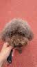冠能狗粮小型犬成犬狗粮2.5kg 挑食美毛亮眼 全价狗粮  实拍图