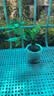 绿有意绿植盆栽多肉花卉盆栽植物室内桌面水培绿植办公室客厅植物懒人 聚财3盆】文竹+富贵竹+发财树 实拍图