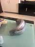 飞利浦（PHILIPS）眼部按摩仪器护眼仪蒸汽眼罩【七夕美眼宝PRO】雾化眼干润眼送男女朋友生日七夕情人节礼物7203E 实拍图