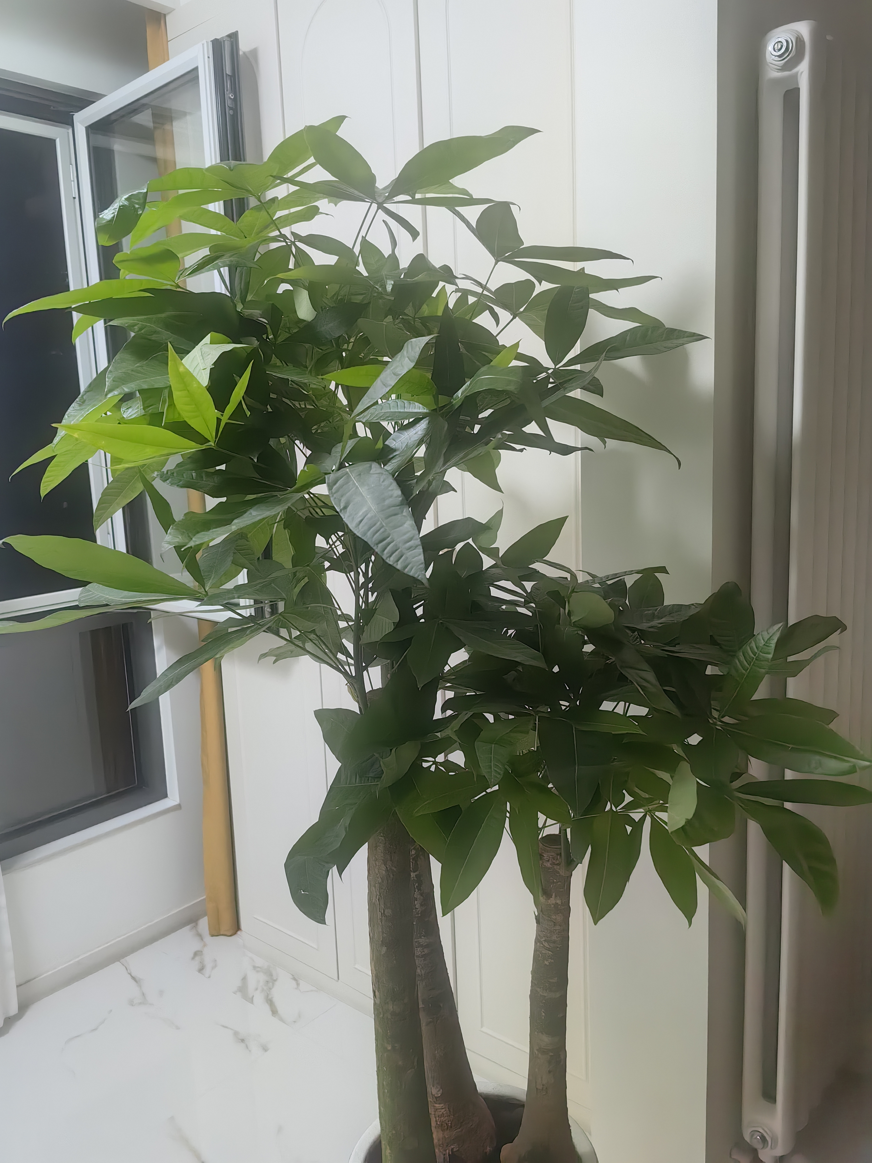 发财树客厅盆栽大招财办公室大型绿植花卉植物好养室内开业高级感 精品单杆发财树【1.8-2米】 【白色聚宝盆】送肥料+养护手册 晒单实拍图