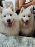伯纳天纯中大型犬全价成年犬粮金毛宠物主粮羊肉蔓越莓15kg囤货装 实拍图