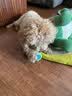 HELLOJOY狗狗玩具耐咬磨牙球宠物幼犬小狗比熊用品小型犬拔河自嗨解闷神器 实拍图