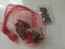 萌龟饲家中华黑腹金线 情侣一对草龟小乌龟活体水陆观赏中华草龟墨龟活物 2-3厘米幼崽 2只情侣龟 实拍图
