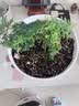 文竹盆栽绿植花卉盆景植物室内客厅水培文松云竹文竹大苗四季常青 小文竹【2棵更实惠】原土球发货 高度15-25cm 实拍图