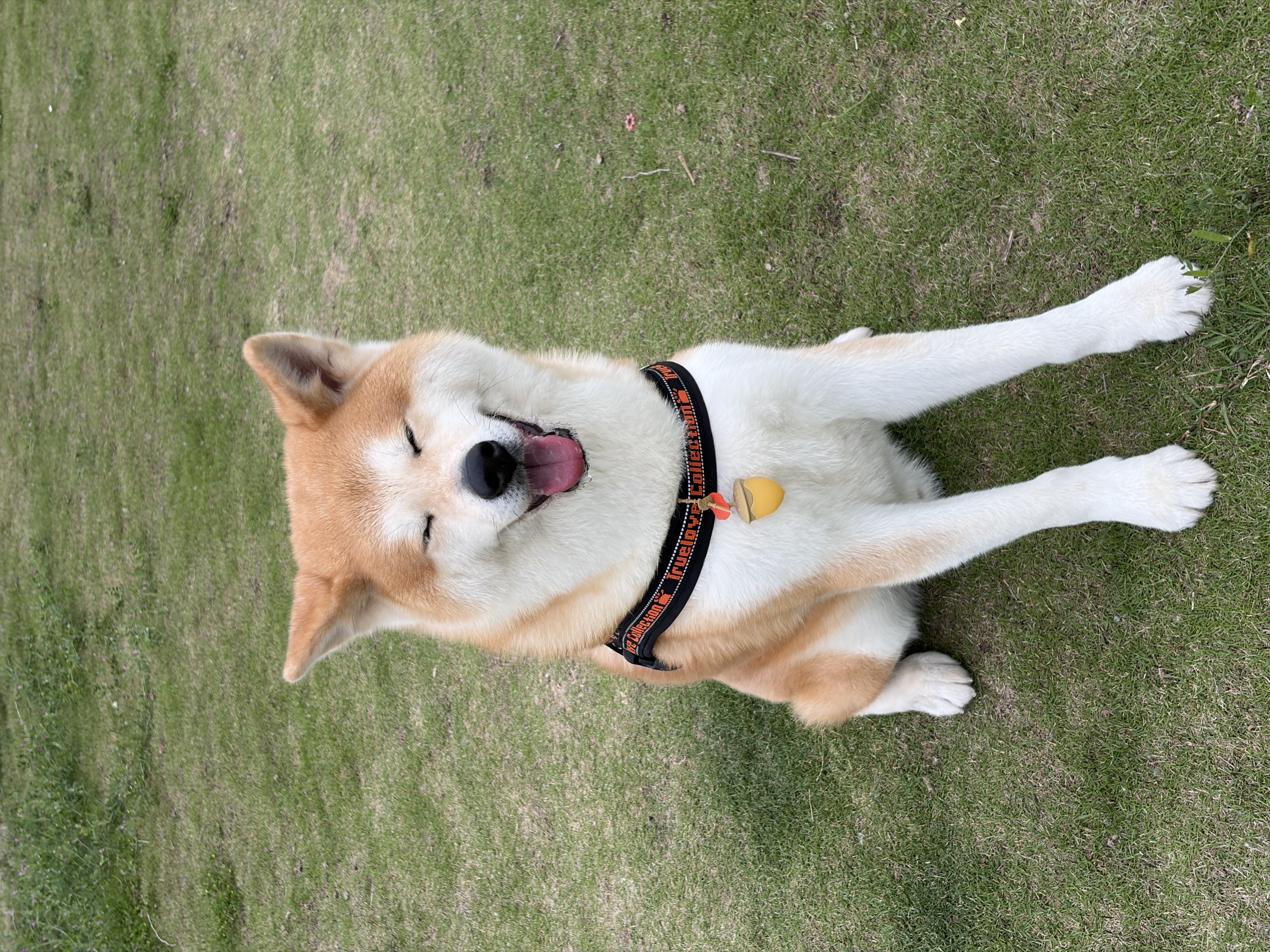 麦富迪狗粮 barf霸弗天然狗粮成犬粮冻干粮小型犬粮养胃益肠鸡肉2kg 实拍图