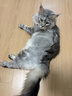 霍曼（Homerun）宠物智能三代饮水机Pro 猫咪饮水机无线杀菌水泵自动循环流动水 实拍图