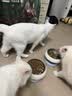 网易严选全价鲜鸡肉猫粮J40 生骨肉无谷主食冻干 成幼猫草本植萃10kg 实拍图