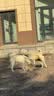 皇家狗粮 成犬粮 通用犬型 CC通用狗粮12月以上 3KG【成犬通用】 实拍图