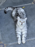 LEGENDSANDY蓝氏全价猫粮生骨肉冻干成猫幼猫猎鸟乳鸽9kg(1.5kg*6)【囤货装】 实拍图