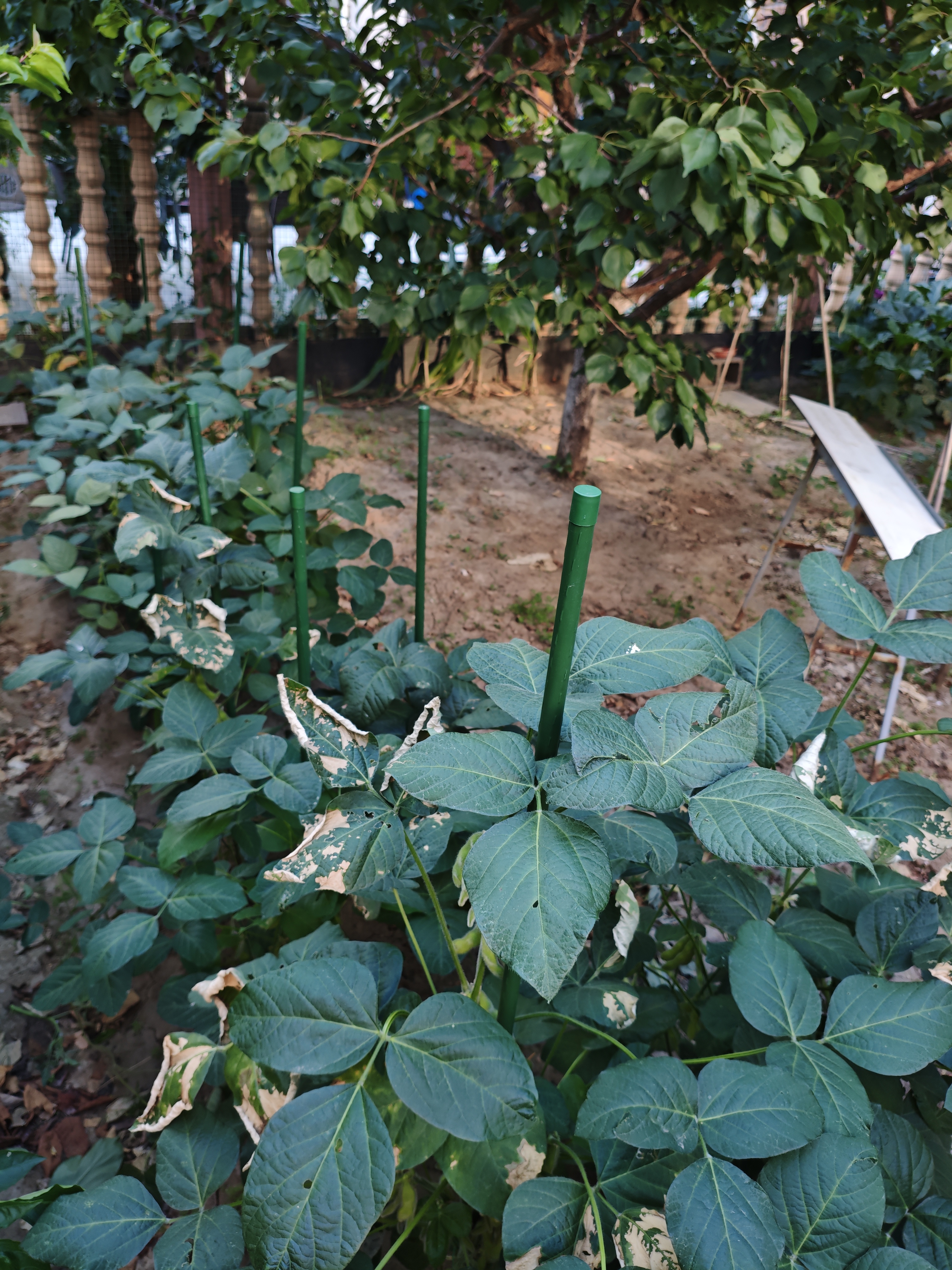 西普顿植物支撑杆藤蔓杆黄瓜番茄爬藤支撑杆菜园盆栽蔬菜搭架杆花卉支柱 直径16mm*长1.8m(10根) 大 实拍图