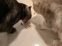 网易严选猫用薄荷饼干宠物幼猫成猫猫咪零食饼干薄荷味 95克 实拍图