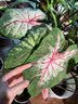 精忠报国植物补光灯大棚蔬菜花卉led室内绿植专用仿太阳全光谱园林生长灯 【仿太阳全光谱补光灯】白-30W 配3米灯头线 实拍图