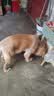 好主人狗粮 全犬种通用成犬粮2.5kg泰迪金毛拉布拉多比熊天然粮5斤/20斤 【超值囤货】全犬种成犬粮20斤 实拍图
