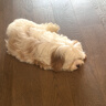皇家狗粮 幼犬狗粮 宠物 小型犬 MIJ31 全价犬粮 2-10月 2KG 实拍图
