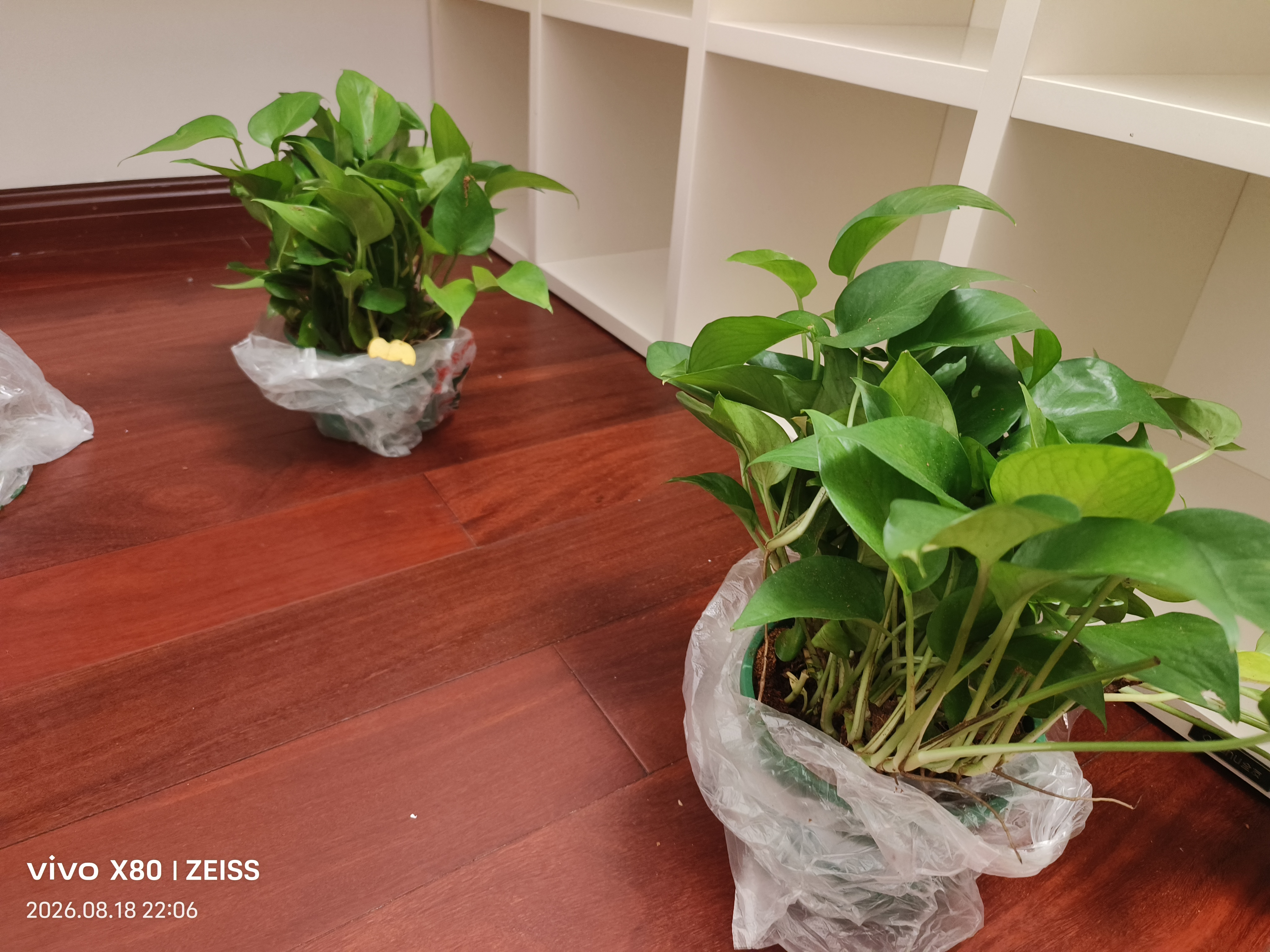 京东绿植绿萝盆栽除甲醛花卉绿植办公室新房净化空气180加仑4盆装源头直发 实拍图