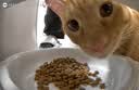 米家宠物喂食器2可视版小米自动猫咪狗定量定时喂食器猫咪自动投食机 实拍图