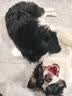 拜达尔宠物猫咪狗狗d-生物素冻干肉粒犬猫毛发养护美毛靓毛冻干零食颗粒 实拍图