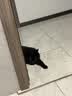 PALAM帕蓝姆小鱼干猫粮幼猫成猫通用增肥发腮全价猫粮10kg 实拍图