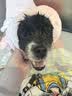 伯纳天纯狗粮舒纯鸭肉配方犬粮成犬幼犬狗粮低敏宠物主粮2kg/4斤 实拍图