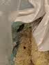 拜灭士拜耳蟑螂药原药杀蟑胶饵12g一窝全窝室内端虫卵家用双杀热门商品 实拍图
