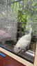 诚实一口P40全价猫粮成猫幼猫室内外80%鲜肉高蛋白长肉美毛鸡鱼味1.5kg 实拍图