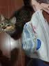 皇家猫粮 幼猫猫粮 幼猫奶糕 K36 通用粮 4-12月 2KG 实拍图