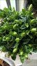 花翁栀子花盆栽四季开花卉大全树苗室内绿植好养易活茉莉花源头直发 实拍图