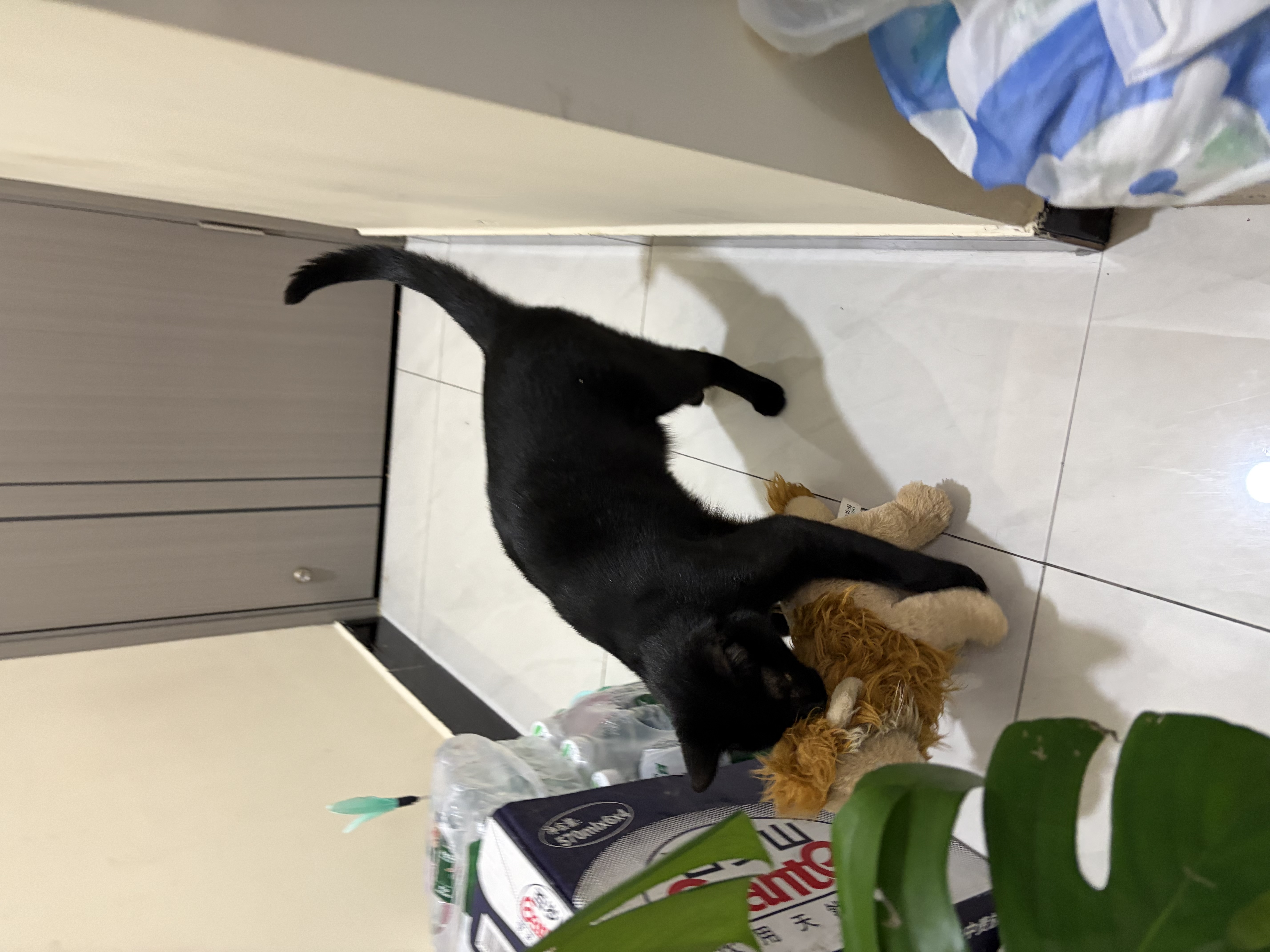 弗列加特96%高肉含量主食猫条 成猫湿粮 美毛猫粮 混合装150g*3桶 实拍图