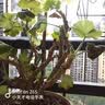 小天才电话手表Z6S星云粉翻转双摄运动轨迹高性价比GPS定位高清视频通话智能手表学生拍照男女表 实拍图