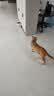 凯锐思天然猫粮成猫粮鱼肉海洋鱼全价猫粮成猫4斤 实拍图