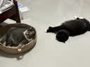 皇家猫粮 成猫猫粮 室内长毛猫 ILH35 通用粮 1-7岁 4.5KG 实拍图